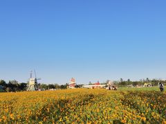 -荷兰花海