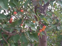 -静之湖湖畔餐厅