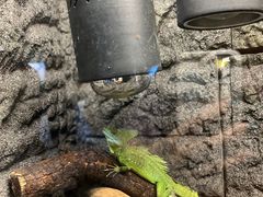 -上海大自然野生昆虫馆(东方明珠·爬宠昆虫探索中心)