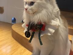 -啵啵喵·猫咖(攀华国际店)
