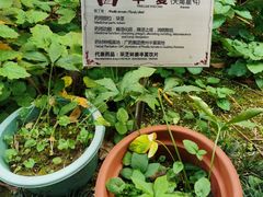 -广州神农草堂中医药博物馆