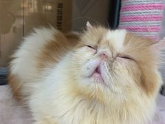 -糯米喵星人·撸猫猫舍咖啡馆(西市场嘉华店)