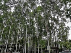 外院的桉树林-桉树林A coffee 森林餐厅(三圣乡店)