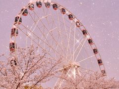 -顾村公园