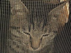 -汪喵宠物医院·骨科心脏影像·犬猫急重症ICU诊疗中心(成华分院)