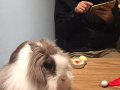 -藦茜花园宠物主题亲子互动体验馆(国顺东路店)