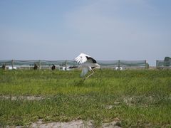 -盐城丹顶鹤湿地生态旅游区