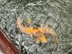 -乌记大厨餐厅