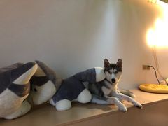 -Husky Go! 哈士奇体验馆·宠物咖啡厅狗咖