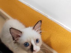 -美联众合动物医院(·中兽医·疑难杂症·严家桥分院)