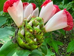 -中国科学院西双版纳热带植物园