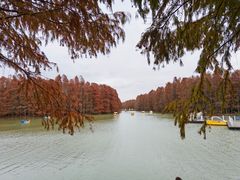 -上海海湾国家森林公园