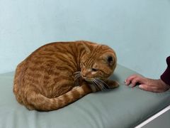 -北京观赏动物医院·24小时大型综合·猫专科·异宠专科