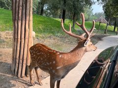 -北京野生动物园