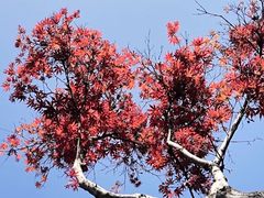 -重庆中央公园(渝北区)