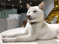 -柴务处·柴犬主题狗咖