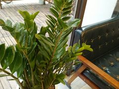 -爸爸糖吐司面包(无锡阳光花园店)