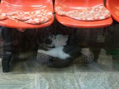 -猫咪博物馆(顶澳仔猫街店)