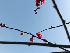 -洋湖国家湿地公园