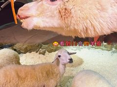 -正佳雨林生态植物园