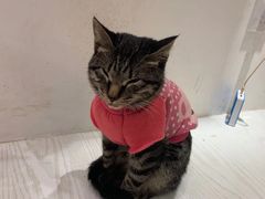 -浣熊柯尔鸭土拨鼠·电玩咖