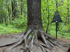 -五营红松林海景区