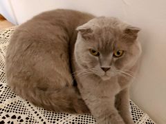 -猫友咖啡店(玉林西路店)