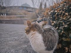 -大连金石滩绿发温泉假日酒店