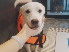 -Goku PET SHOP宠物视觉生活馆(双井店)