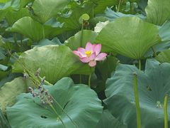 -金银湖国家城市湿地公园
