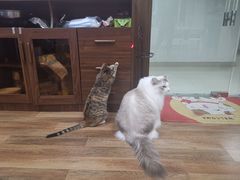 -猫音日语留学培训