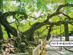 -小洲村