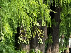 -东莞植物园