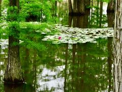 -池杉湖湿地公园