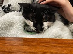 -樱の花亭日本料理店