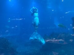 -海棠湾洲际-涛·海底餐厅·美人鱼·自助餐·海底隧道