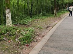 -都江堰中华大熊猫苑