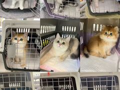 -lincat·猫舍(广州店)