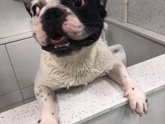 -佳雯宠物医院(金华南路分院)