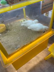 -神奇动物撸宠馆·羊驼·小浣熊·异宠(豫园店)