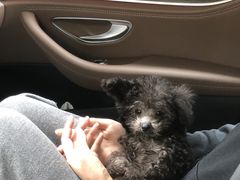 -翊宠yipet猫狗购宠庄园犬舍•猫舍