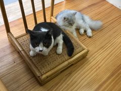 -李小姐の猫咖啡馆(五角场店)