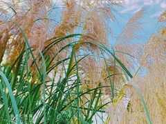 -金海湾滨江公园