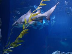 -暹罗海洋世界