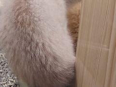 -屋虎猫馆(宝安大仟里店)