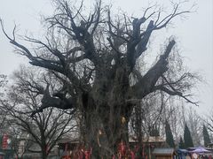 -大槐树寻根祭祖园