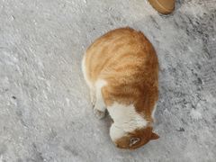 -横道河子东北虎林园