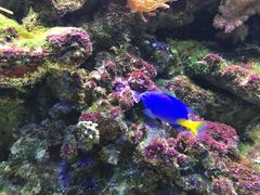 -御唐府海珊瑚主题餐厅