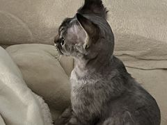 -十年猫舍·猫咪专门店(普陀店)