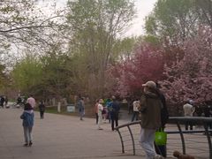 -长白岛森林公园